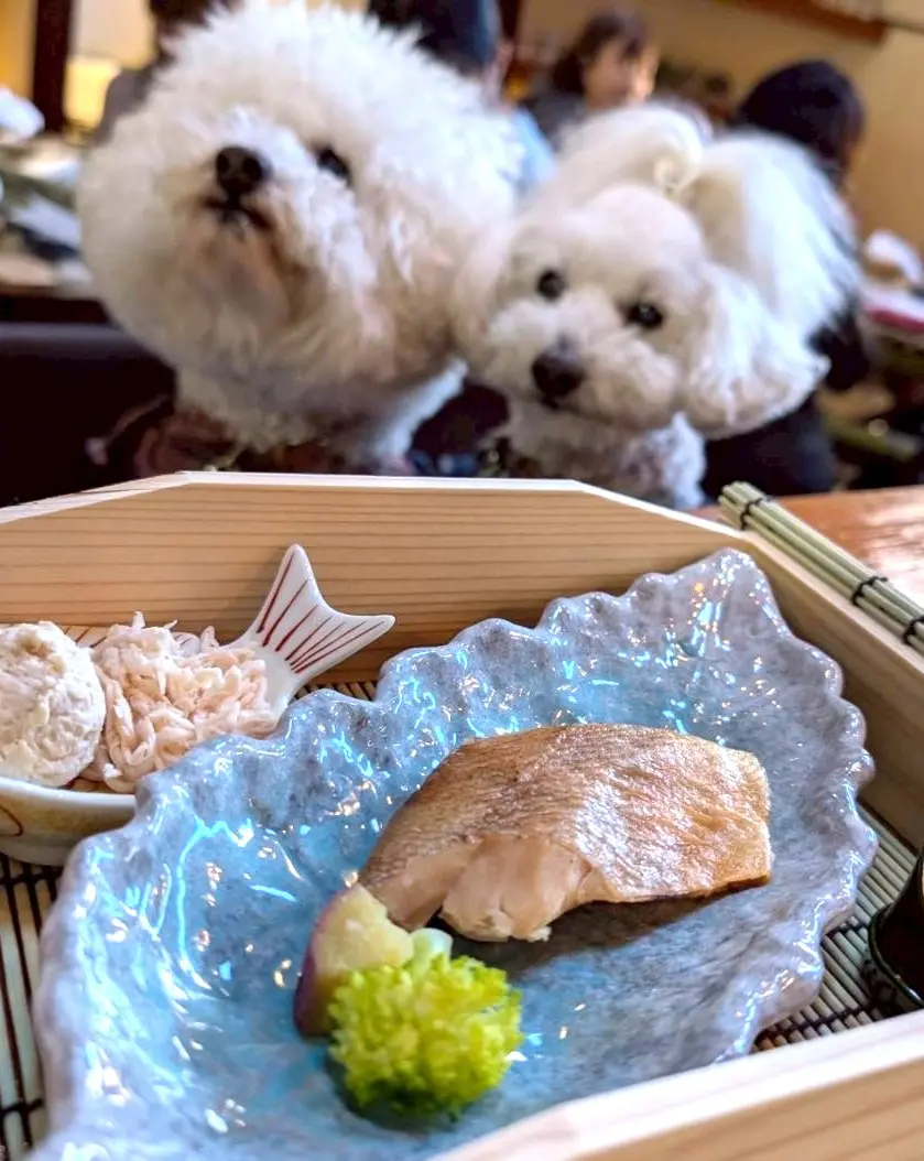 竹と和食 結縁でのペット同伴の様子